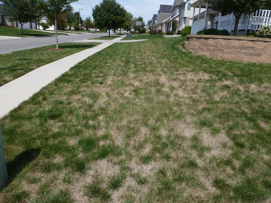 iaTURF Drought Damaged Lawns Need Help
