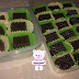 Sambungan cara-cara nak buat choc atau lolichoc...