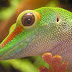The gecko is an extraordinary lizard, a triumph of both adaptation and diversity.  Out of the 5,600 species of lizard on the planet, over 1,...