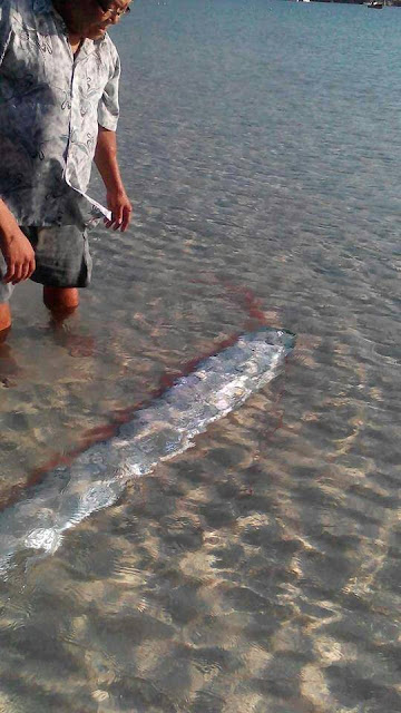 沙巴地震 地震鱼 皇带鱼 Giant oarfish Malaysia Pulau Redang Sabah Earthquake