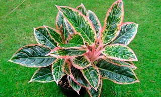 Tanaman Hias paling Mudah Dipelihara - BUDIDAYAKU