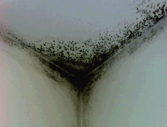 Scienziato preoccupato: casa con cappotto: punti freddi Muffa casa nuova