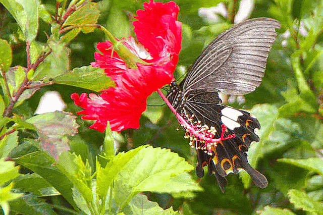 flower, butterfly, hibiscus plant