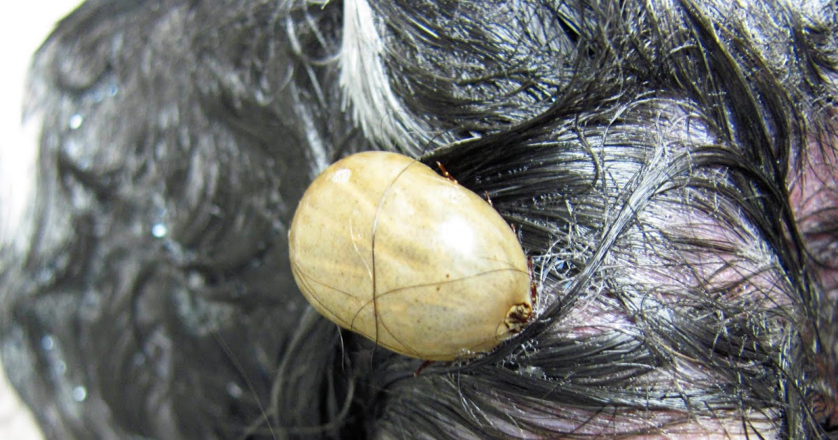 Pet Grooming The Good, The Bad, & The Furry Tuesday's tip 25