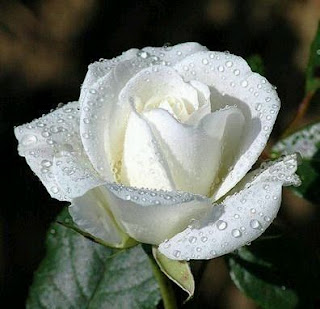 Rosa Blanca con gotas de agua. Rosa Blanca con gotas de agua.