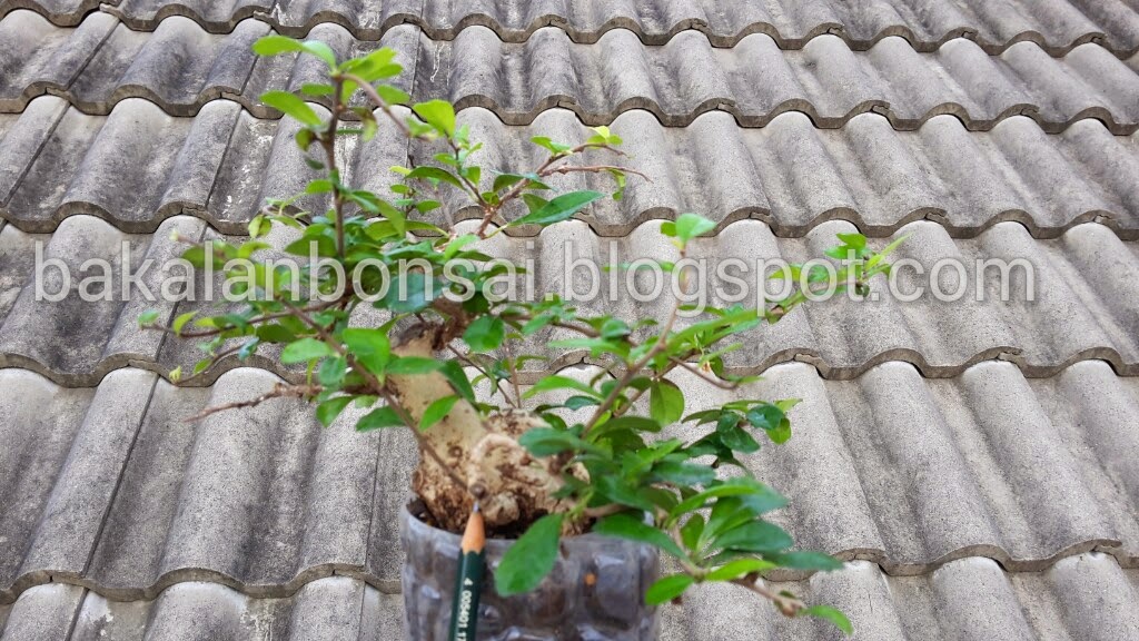 jual bakalan bonsai bahan bonsai dijual jual bakalan bonsai bahan bonsai dijual