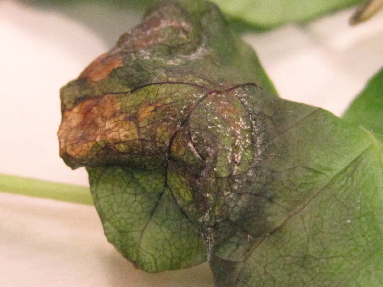 NCSU PDIC: Bacterial Leaf Spot on English Ivy