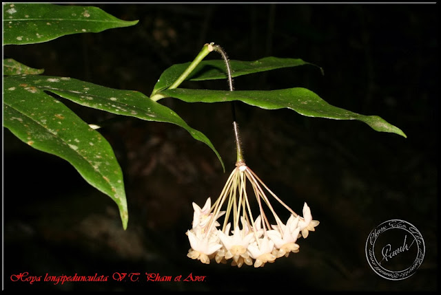 Hoya-longipedunculata-1