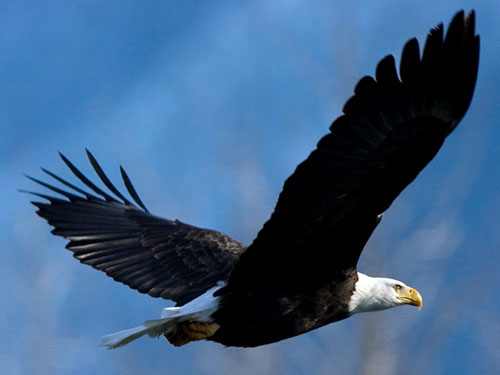 De Aguilas Volando De Aguilas Volando