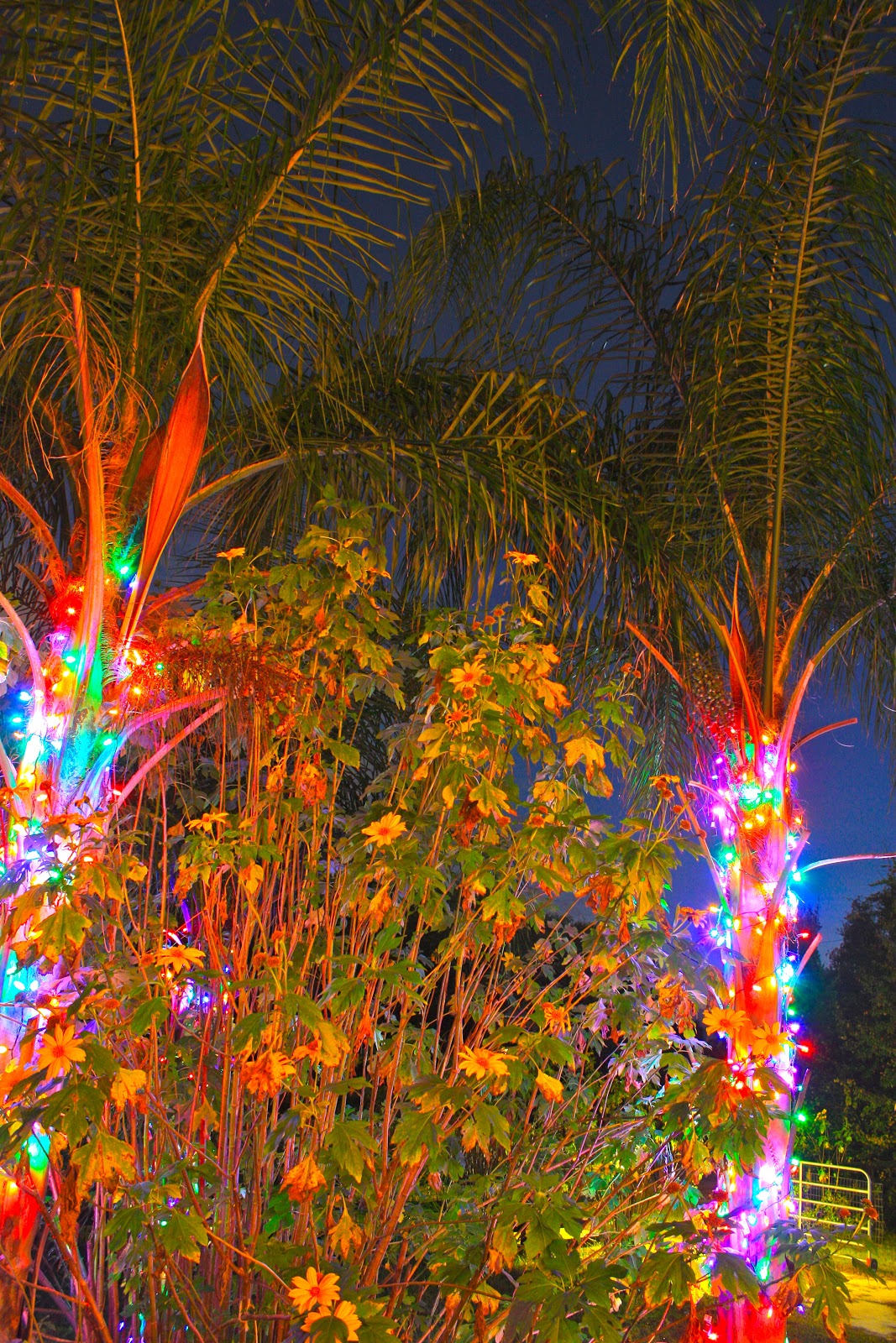 Christmas Palm Trees Phillip's Natural World