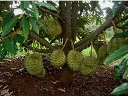 bibit durian bawor