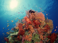 50 HD Underwater Wallpapers Sample 6