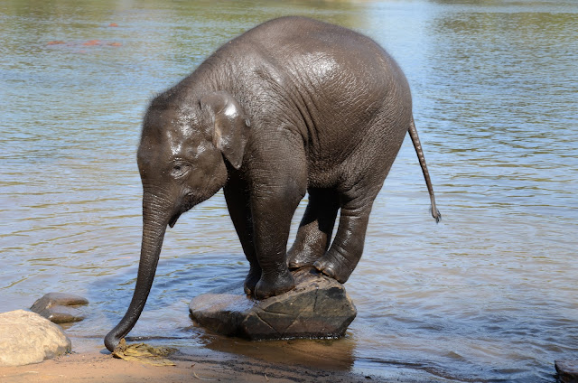 baby elephant on river bank