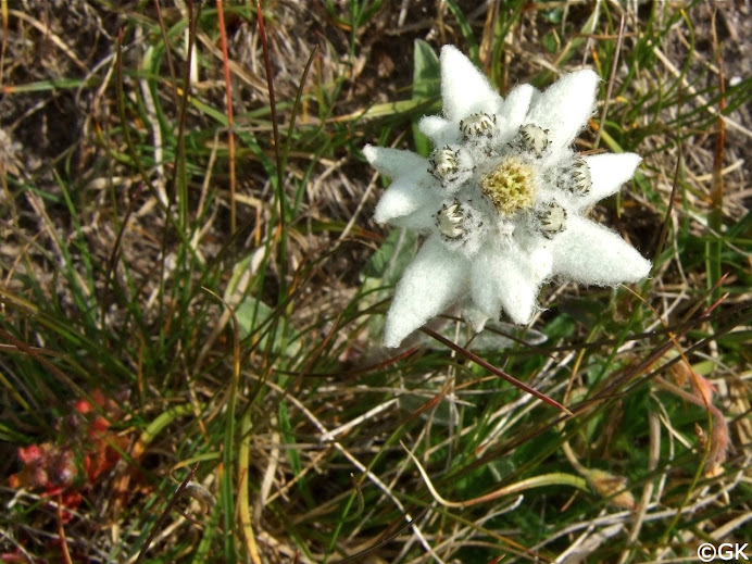 Alpen-Edelweiß (Leontopodium nivale) - eine der bekanntesten und symbolreichsten Alpenblumen.