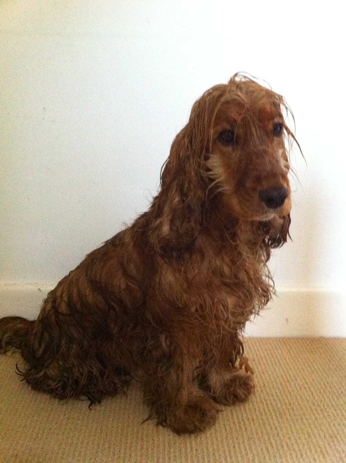 The Happy Larder Quinoa patties a quick & healthy lunch option