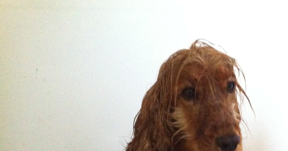 The Happy Larder Quinoa patties a quick & healthy lunch option