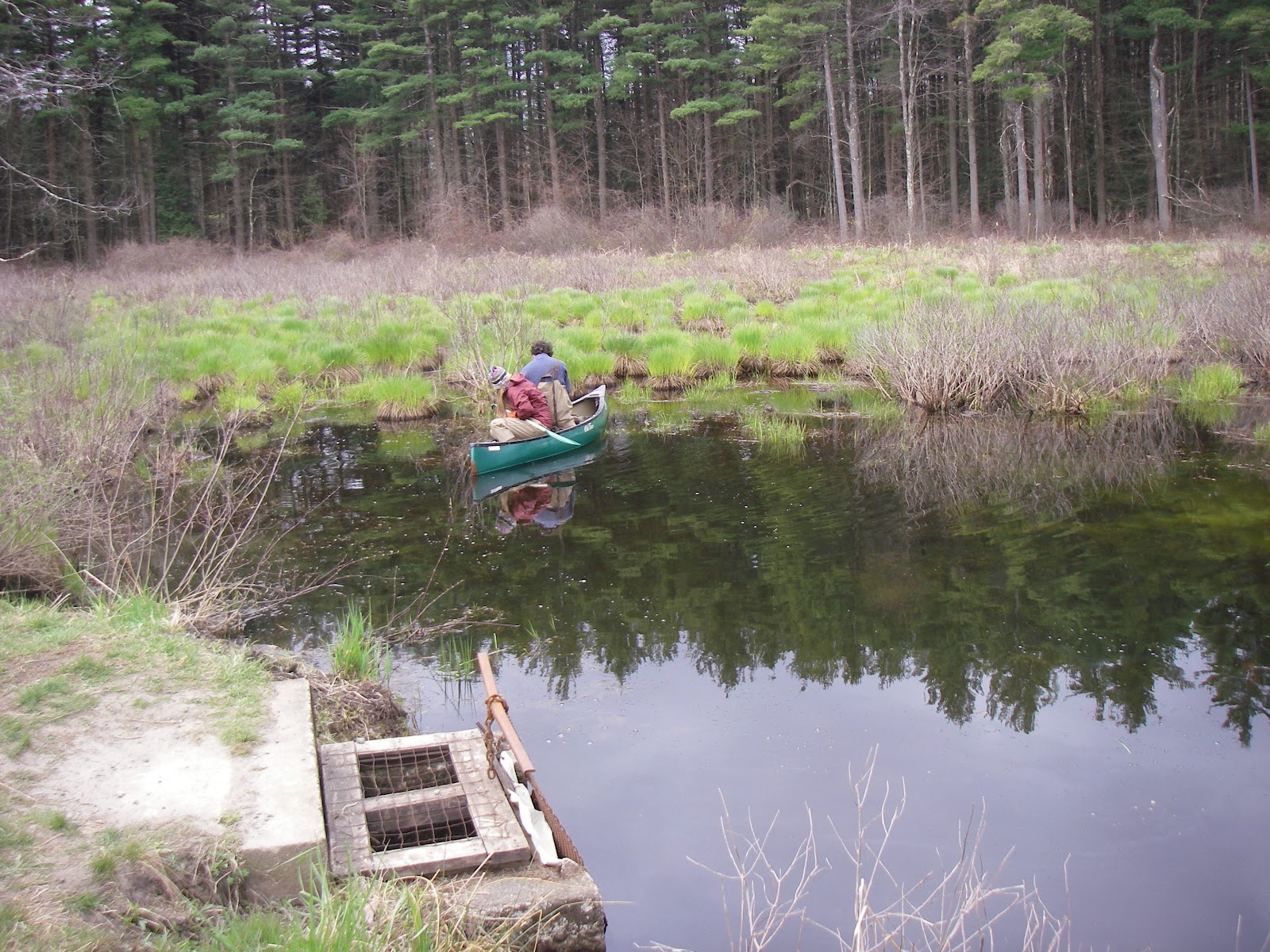 Wildlife Monitor CT DEEP Fisheries Northern Pike Management