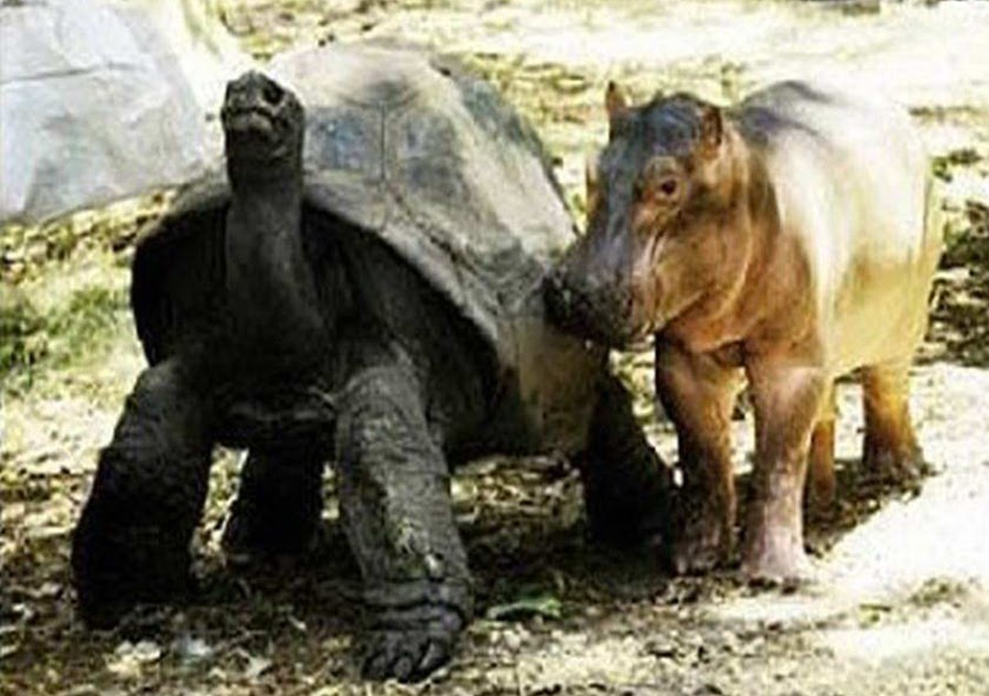 turtle and hippo
