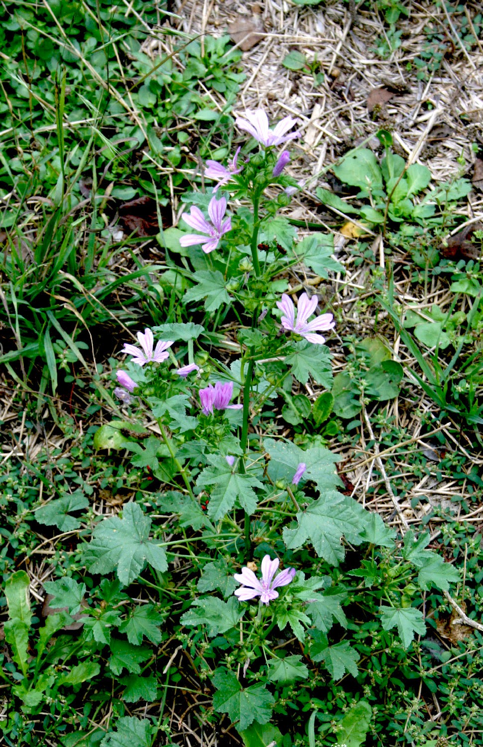 Lovely flowers Lovely flowers