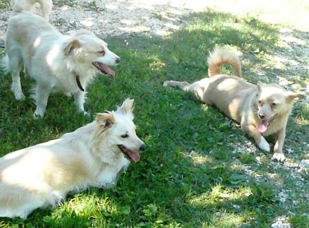 Doggies+and+kitties