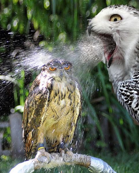 say-it-dont-spray-it.jpg