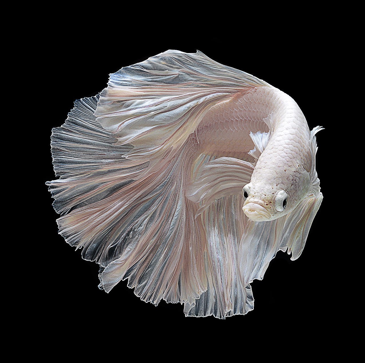 Kumpulan Jenis Ikan Cupang yang Menakjubkan - Marlique