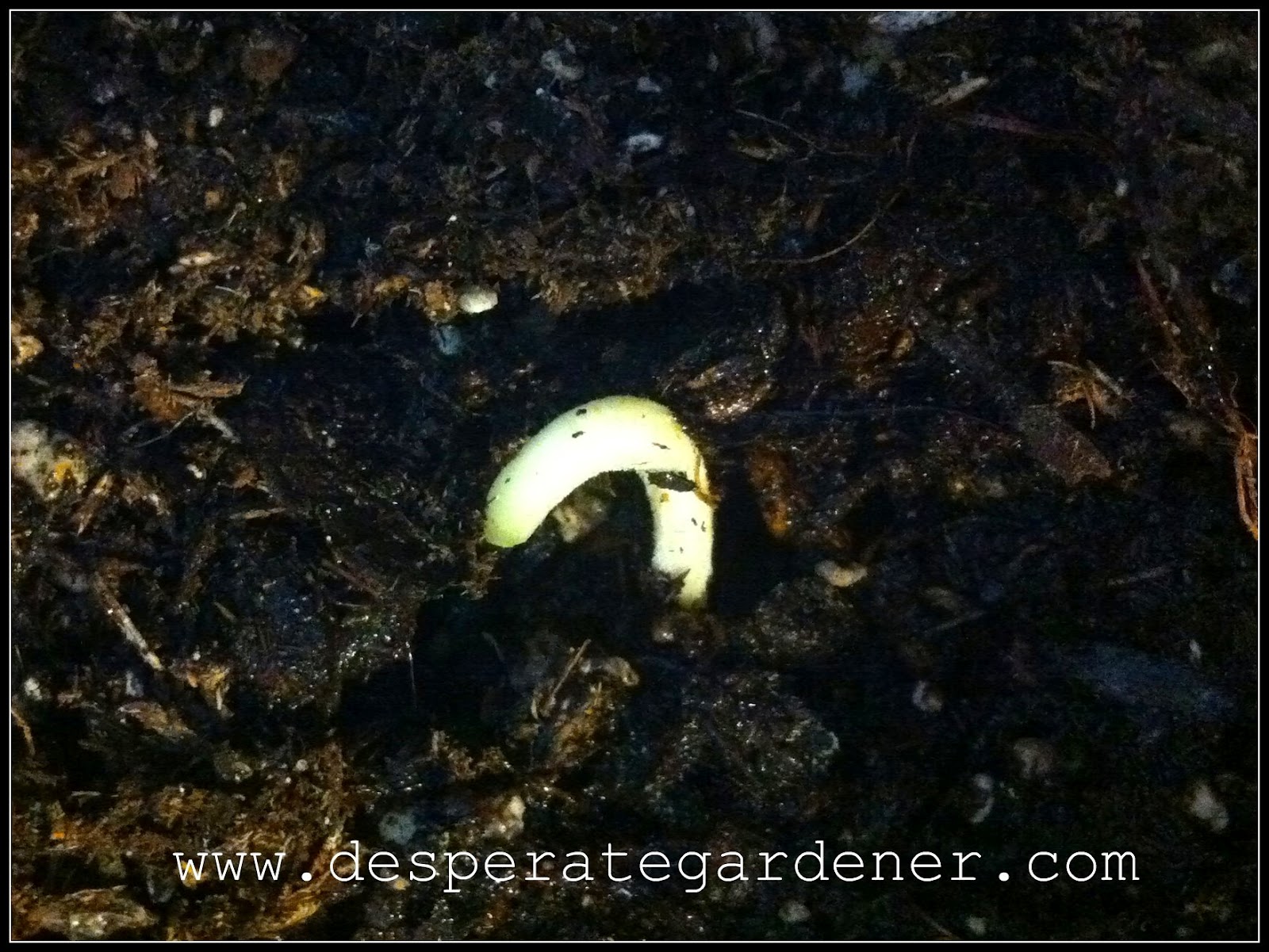 Desperate Gardener Growing an Almond Tree