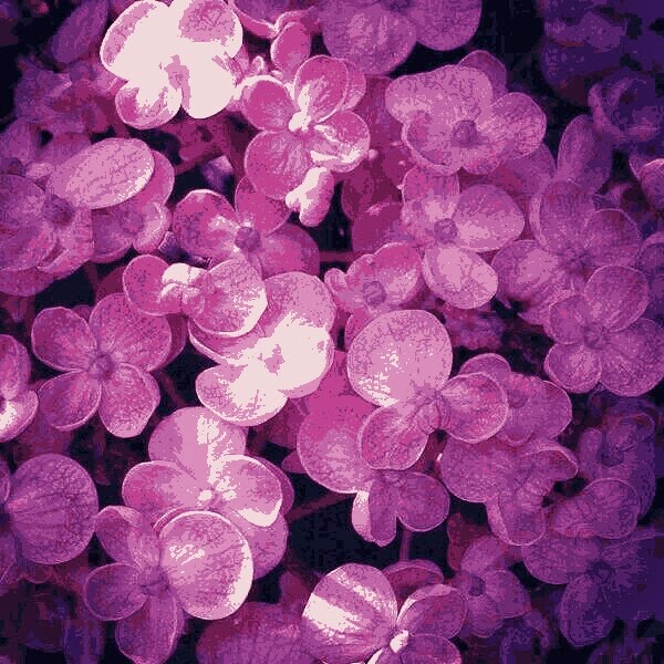 Cosas que siento: Ramilletes de violetas