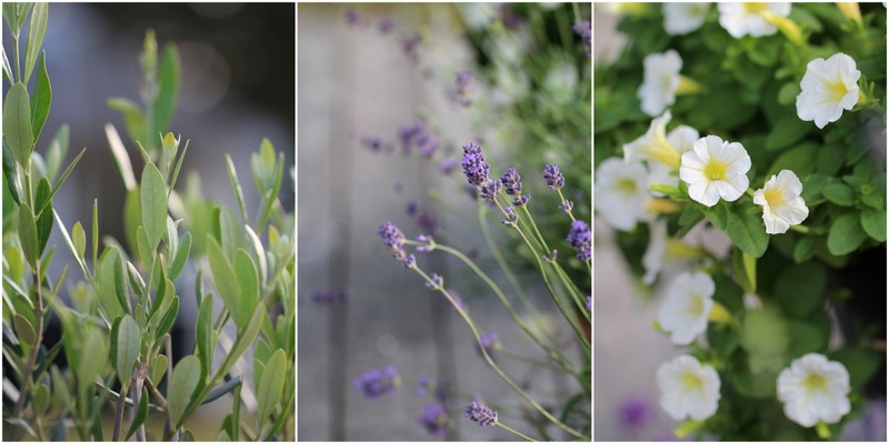 Havefolket: en sommerlig krukkehave