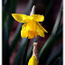 All things daffodils