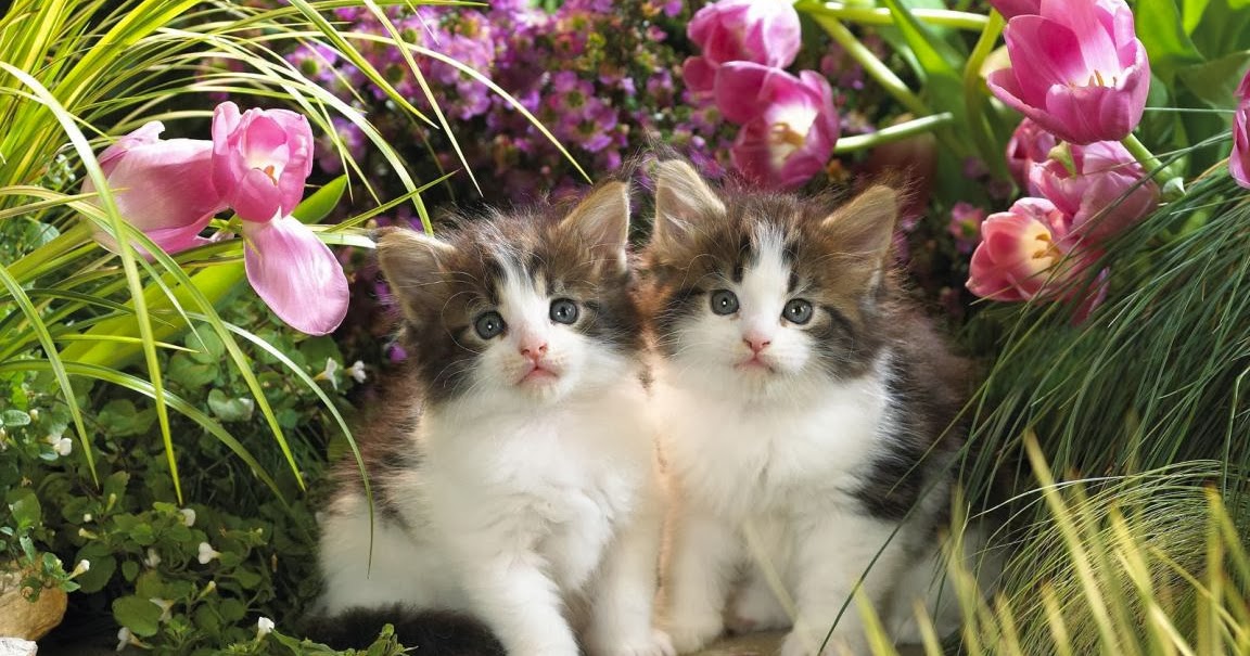 Desktop Wallpapers,Animals Wallpapers,Flowers Wallpapers, Birds