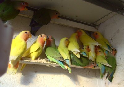 Budidaya burung lovebird | Budidaya | Informasi Budidaya