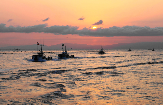　When the morning sun went up, the fishing boats which had sailed to fish began to return to port all at once