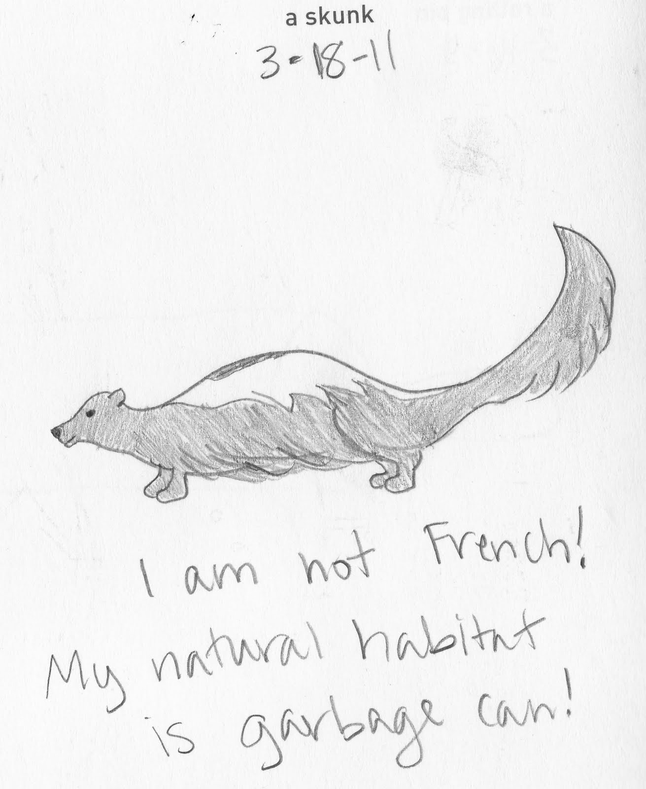 Drawings Of Skunks