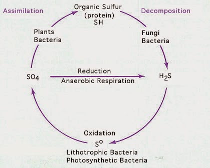Microbe Hunter diagram of so3 