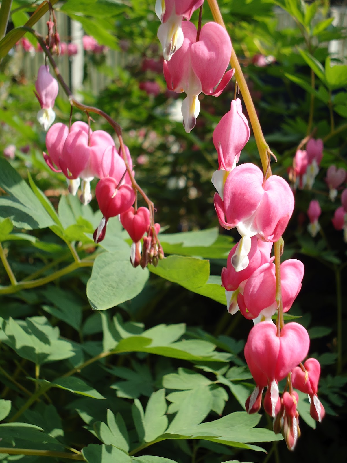 Love My Garden Dicentra Spectabilis (Bleeding Heart)