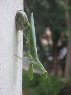 mantis praying eggs laying beneficial insects