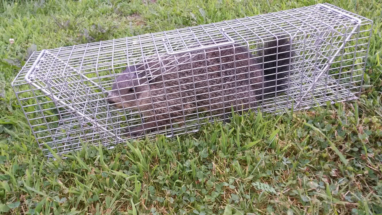 squirrel trap squirrel trap