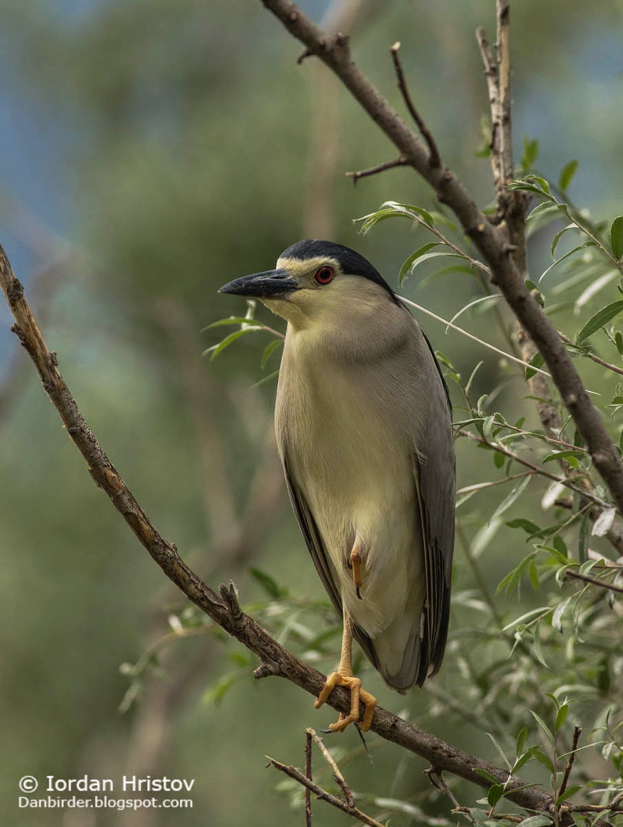 Night Heron, Copyright Iordan Hristov Night Heron, Copyright Iordan Hristov