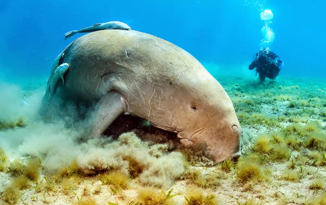 A Little Note Sapi Laut Hewan Unik Dari Alaska