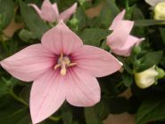 Platycodon grandiflorus