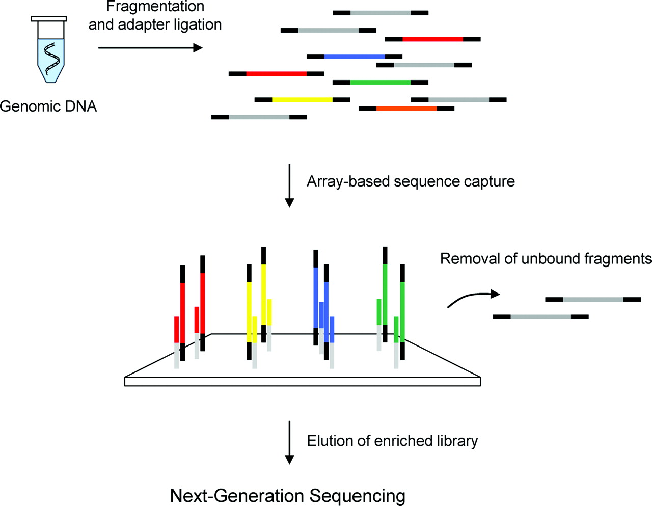 Hexa Reports Next Generation Sequencing Market Size, Share, trends and