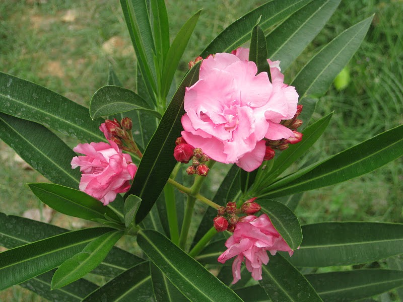 The Holy Quest Sri Aurobindo and Mother of Pondicherry A Spiritual