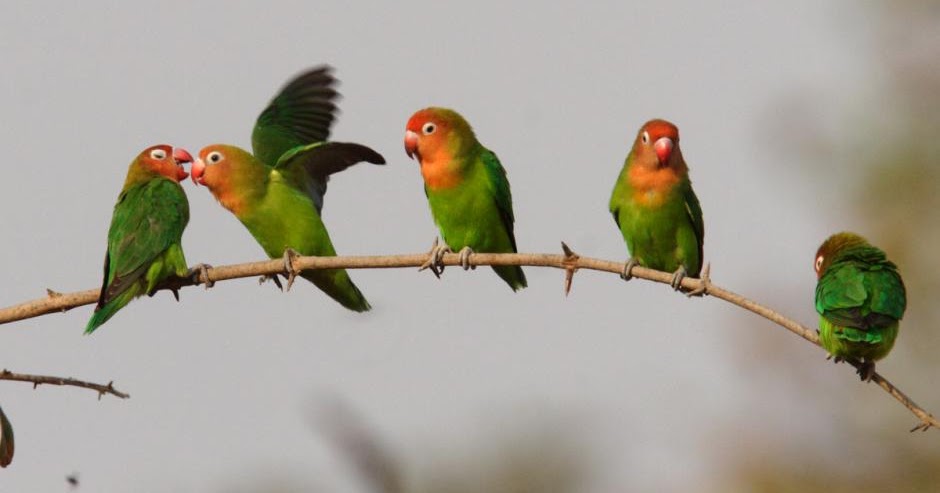 lovebird diet and grooming planetanimalzone lovebird diet and grooming planetanimalzone