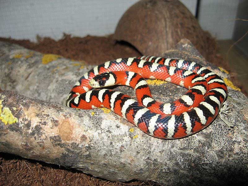 FALSA SERPIENTE falsa serpiente: