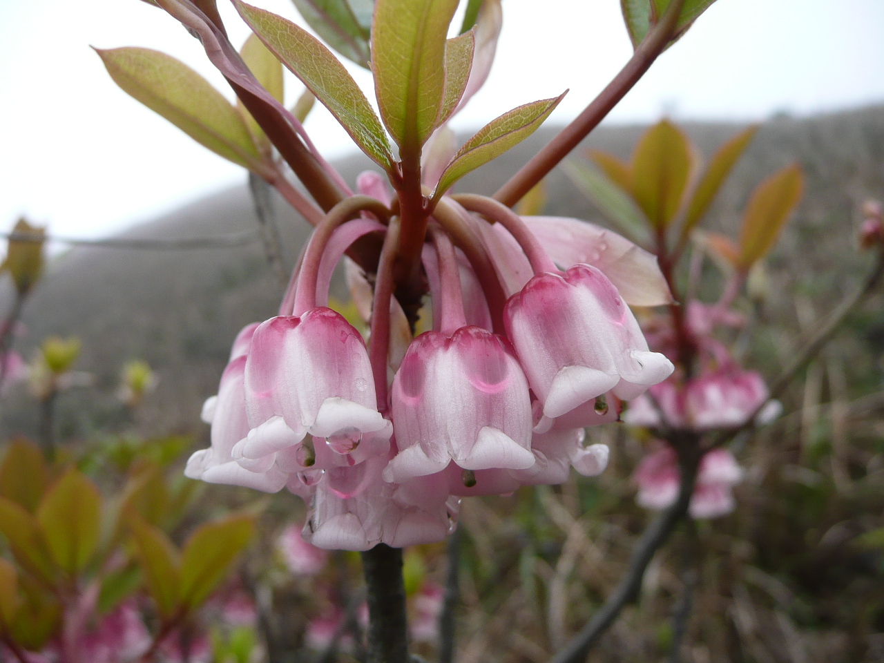 WEBS OF SIGNIFICANCE: Chinese New Year Flowers on Sunset Peak :)