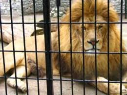 12 idioti che hanno scavalcato un recinto di uno Zoo