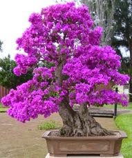 Most Amazing trees around the globe 3e202545acb2e1cd2b29c4a1f08b41ed
