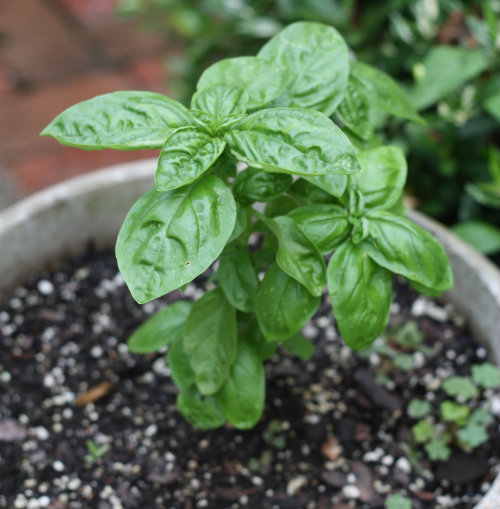17 Apart How To Grow Propagate Basil From Cuttings As You Can See Since We Cut Just Above Two Leaf Nodes The Small Plant Generated New Stems With Leaves Creating A Bushier