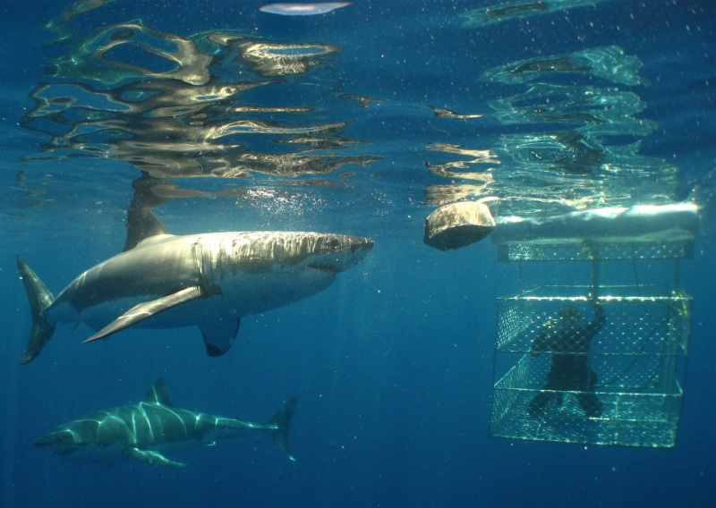 Shark Caging